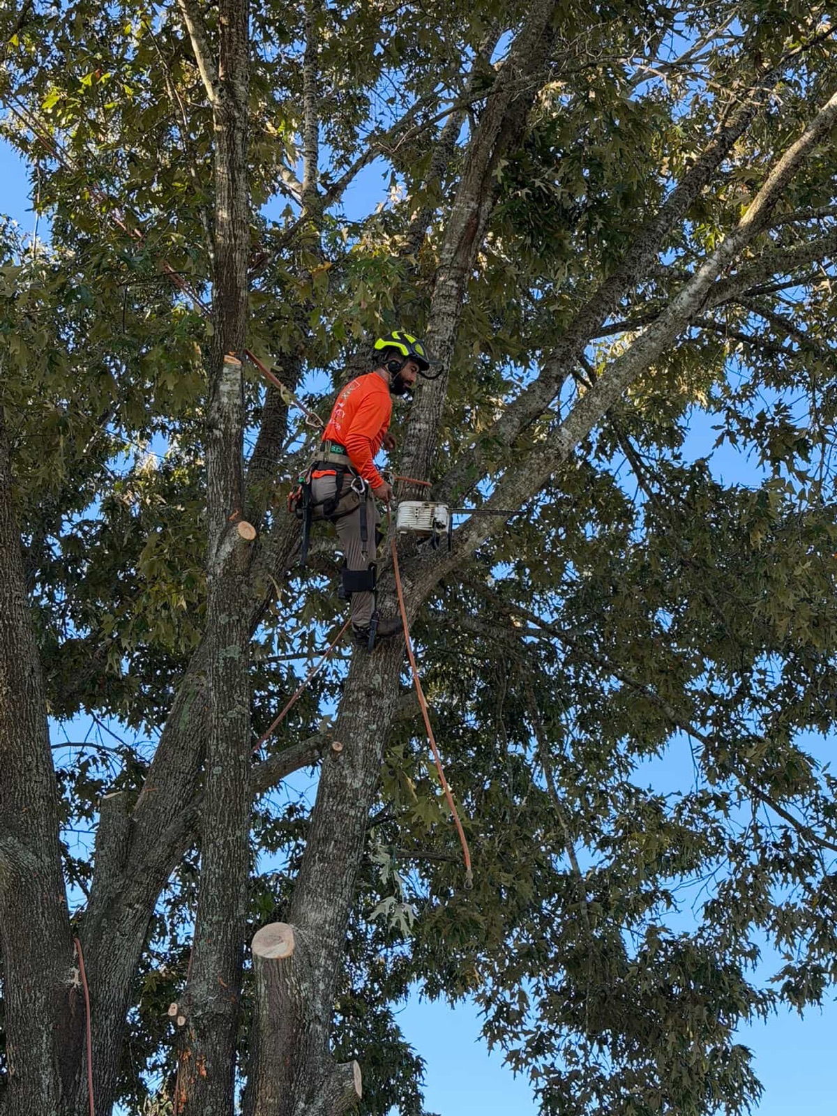 Removing a tall pine, Raleigh