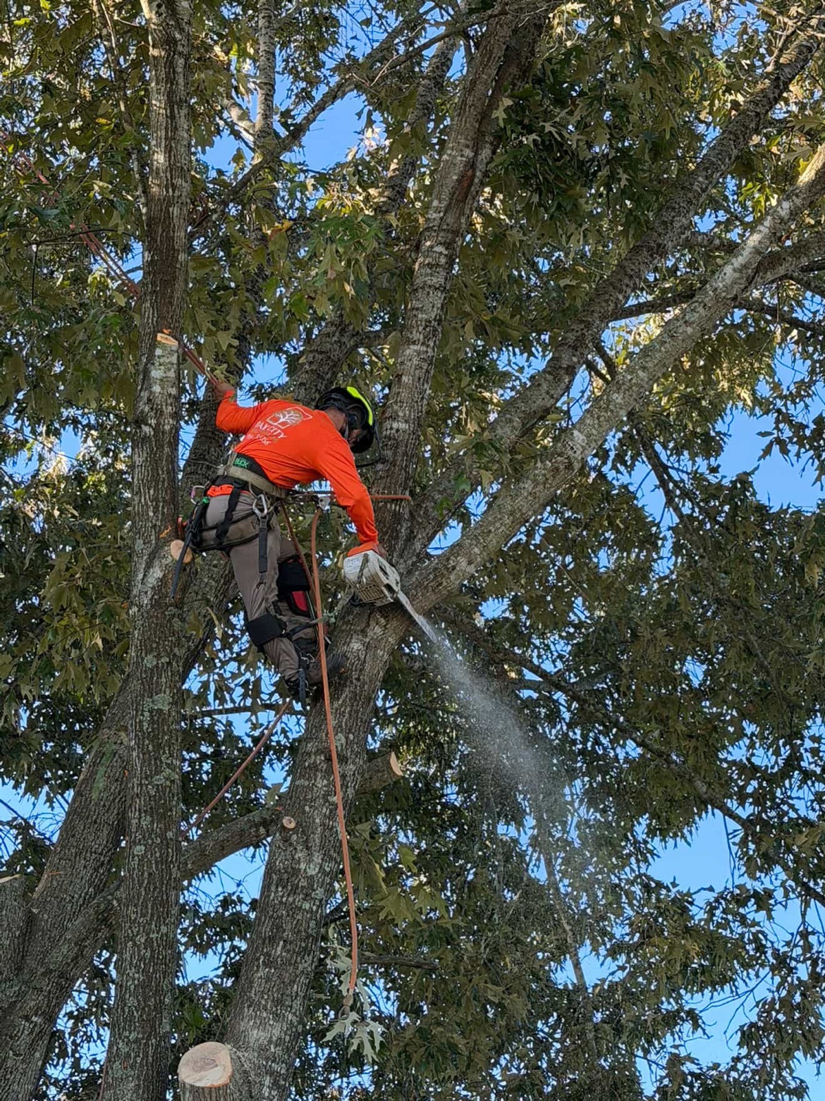 Tree Trimming and Pruning by Oak City Tree Services in Raleigh, NC