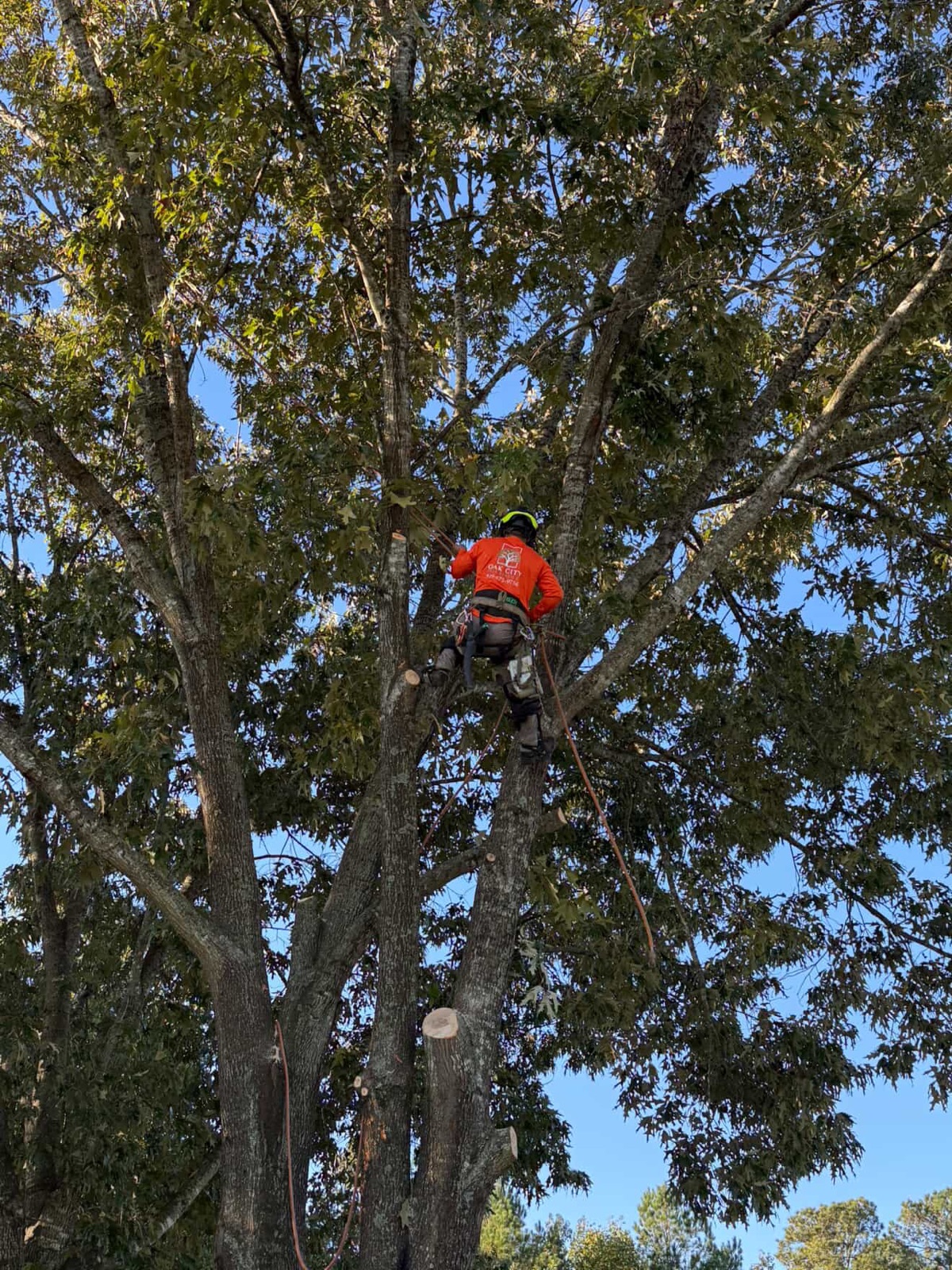 Oak City Tree Services climber removing the top of a tall tree in Raleigh, NC