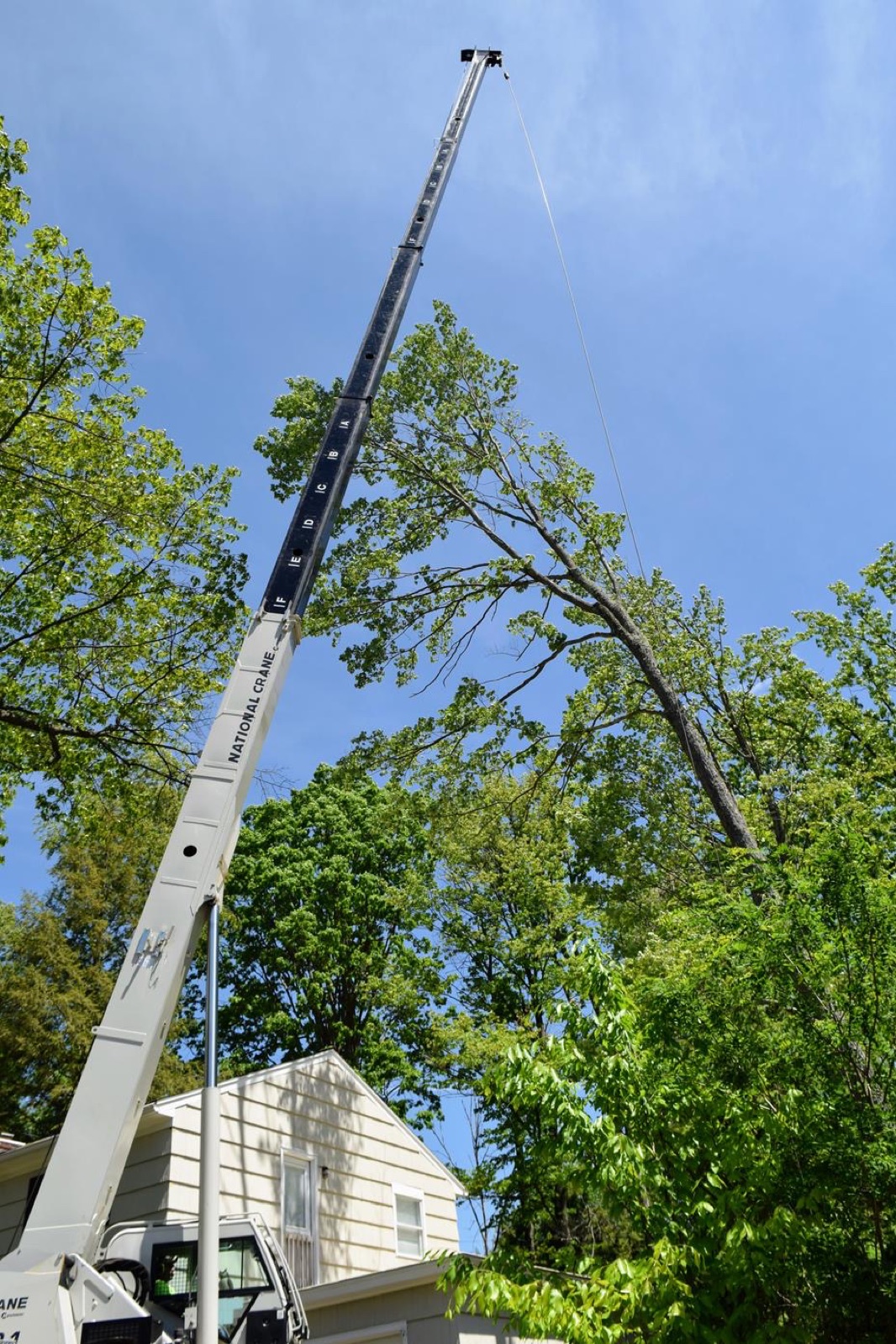 Tree Removal by Oak City Tree Services in Raleigh, NC