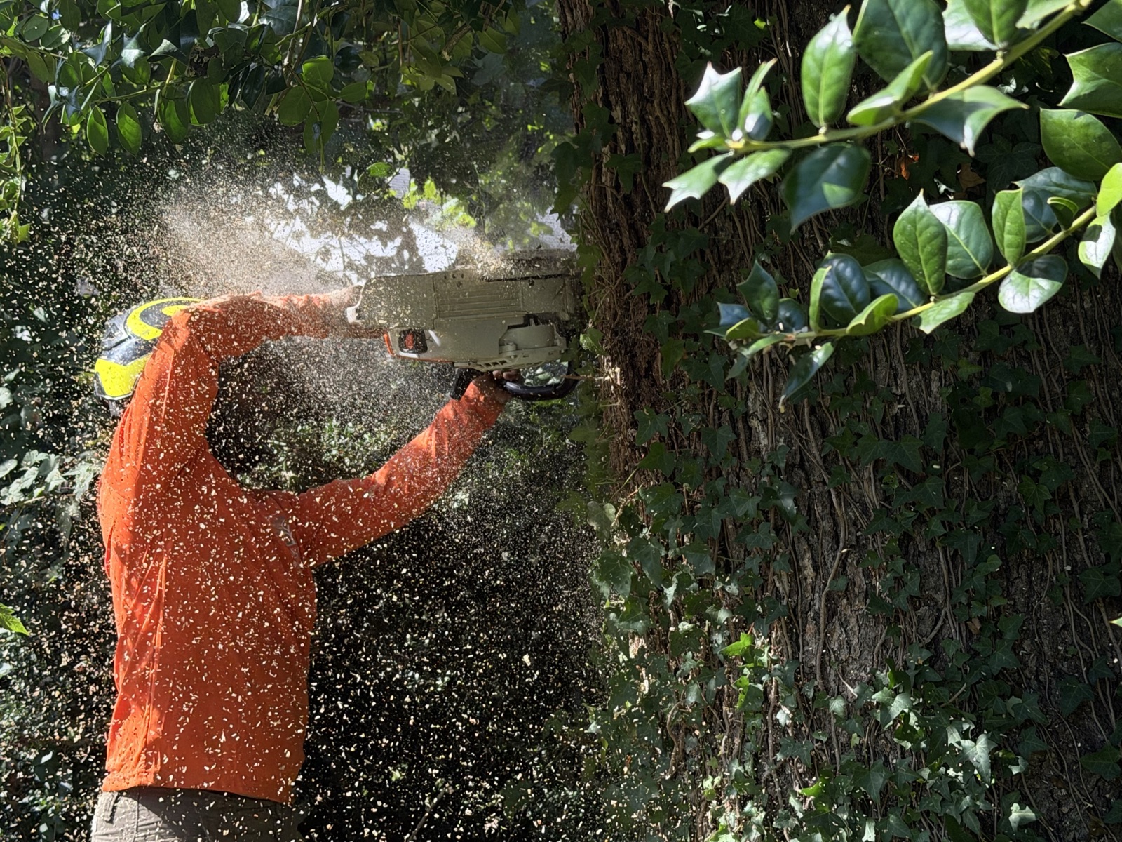 Oak City Tree Services worker cutting down a hazard tree in Raleigh, NC