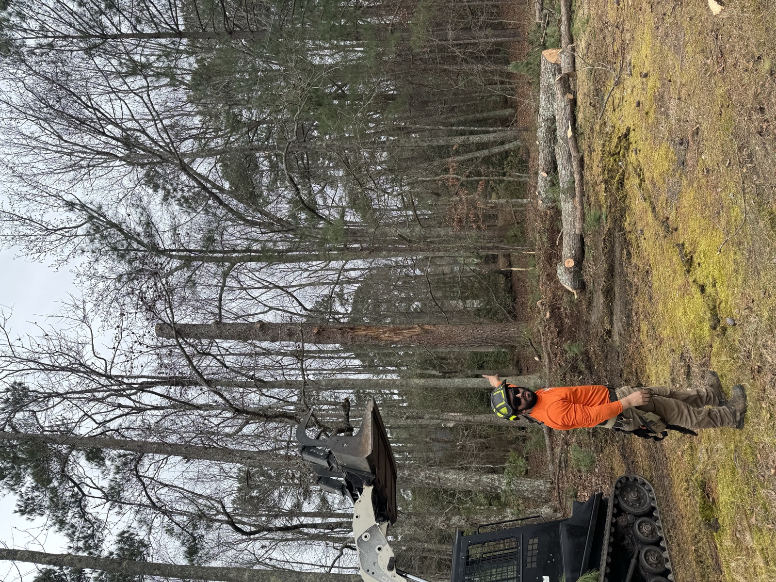 Marking trees for clearing. Land Clearing by Oak City Tree Services in Raleigh, NC.