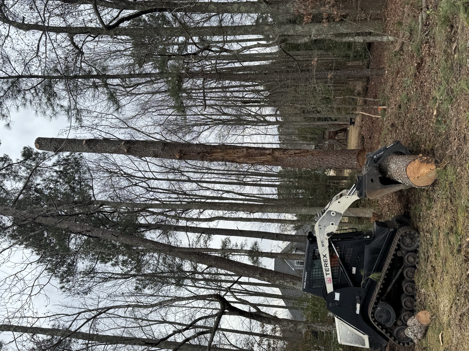 Tall pine trees in Raleigh, North Carolina