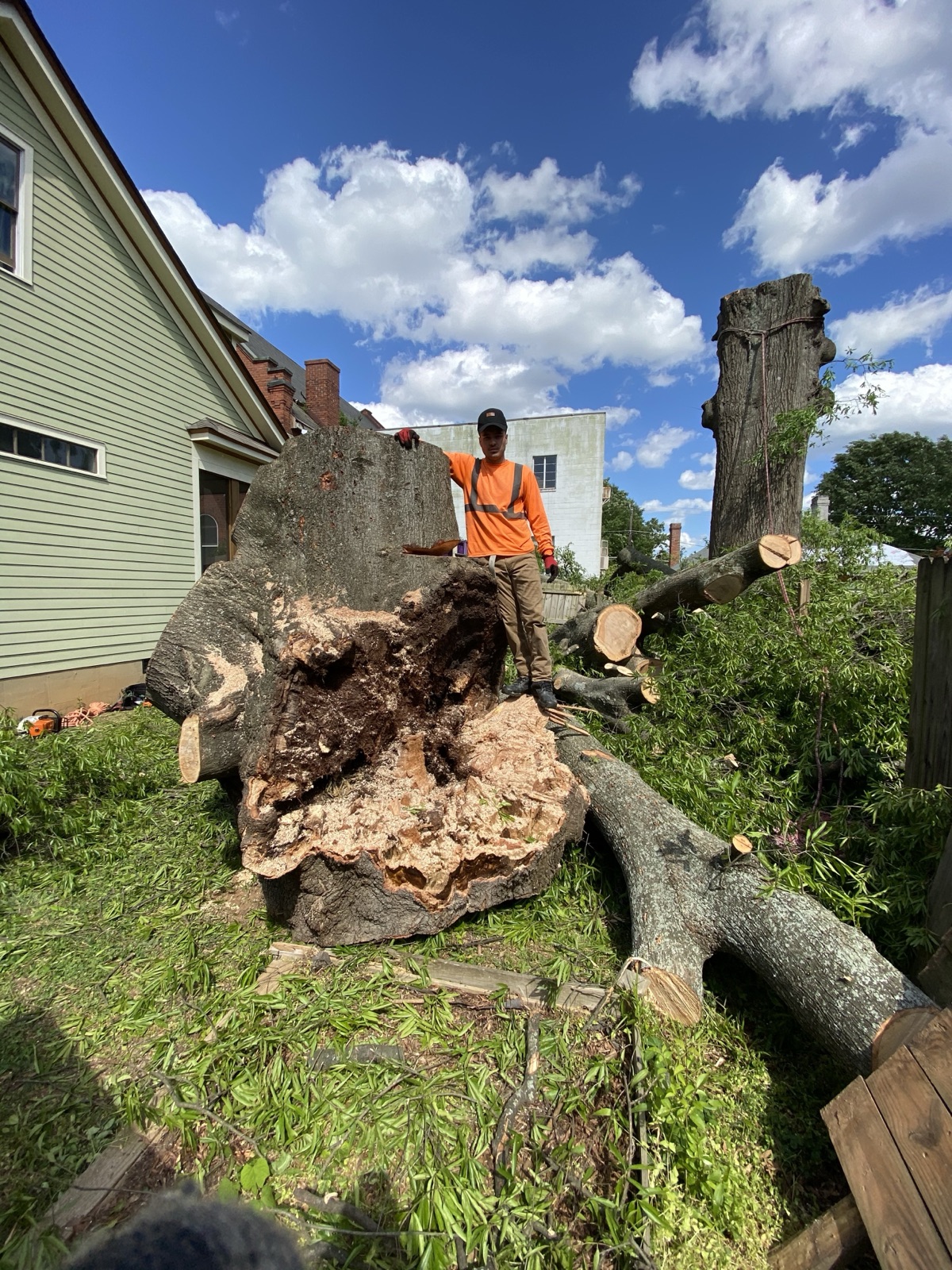 Oak City Tree Services crew member beside a massive oak trunk removed at a home in Raleigh, NC