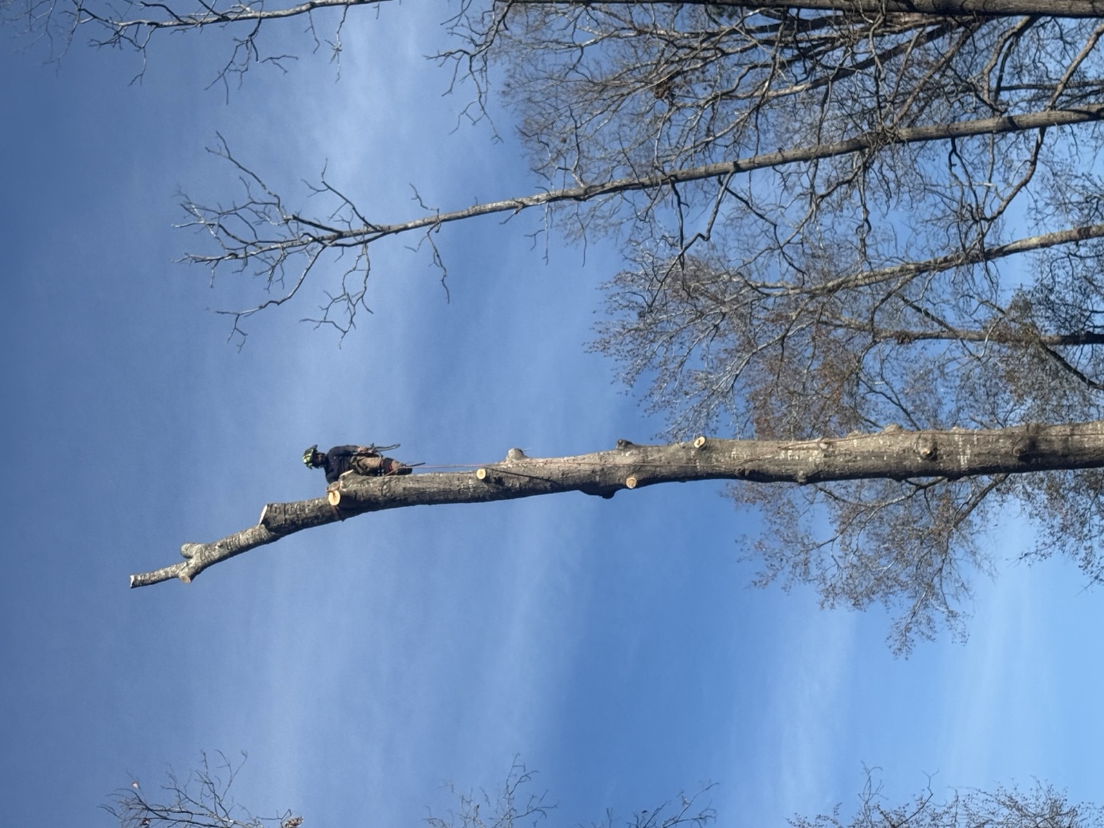 Emergency Tree Service by Oak City Tree Services in Raleigh, NC