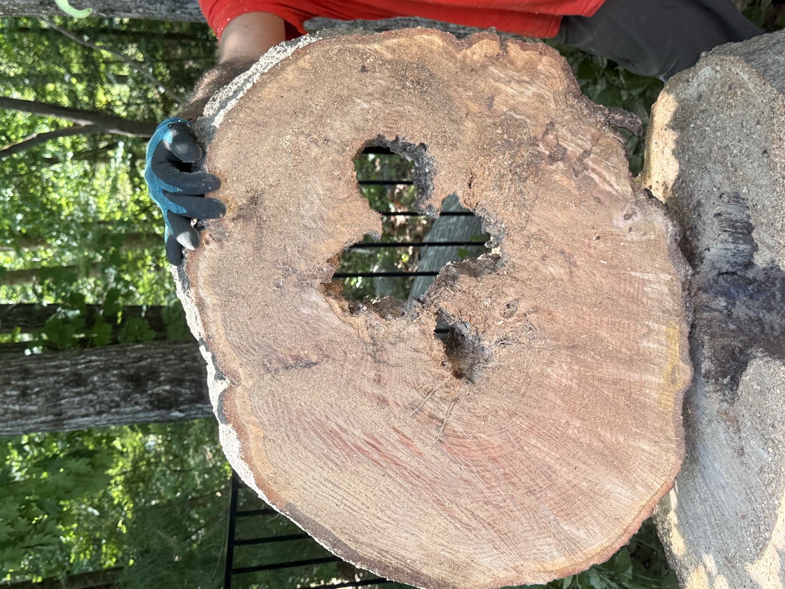 A massive trunk, cut clean. Stump Grinding by Oak City Tree Services in Raleigh, NC.