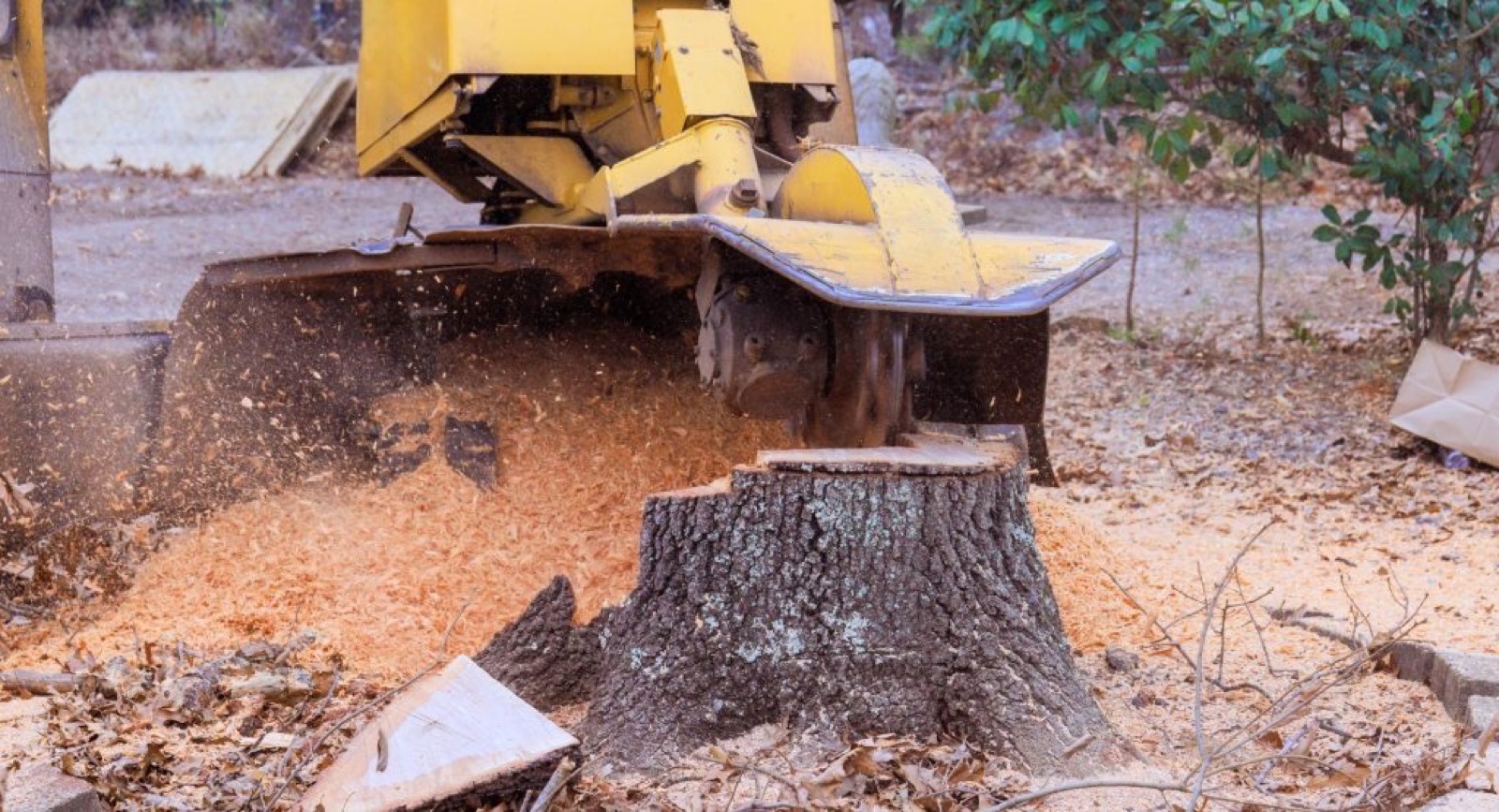 Stump Grinding by Oak City Tree Services in Raleigh, NC